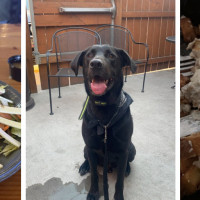 Gridiron Grill and Tap House