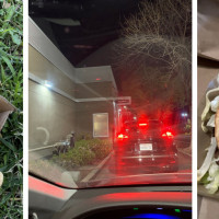 McDonald's - Lichen Dr