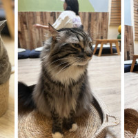 Meomi Cat Cafe