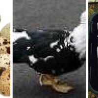 PCH Poultry & Market