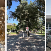 The Coffee House Davis