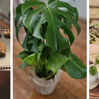 Trader Joe's Roseville