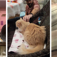 Yay For Strays - Cat Cafe